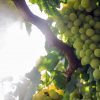Assurance agricole : les viticulteurs peuvent assurer leurs vignes