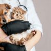 April Santé Chien-Chat : soulagez votre animal de compagnie grâce à l’ostéopathie