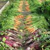 Les jardins partagés : une solution pour les citadins en manque de verdure
